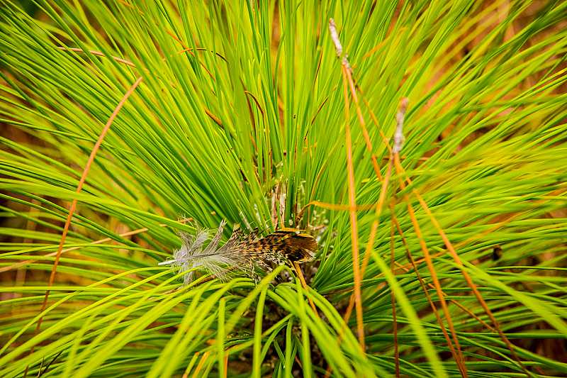 Longleaf pines